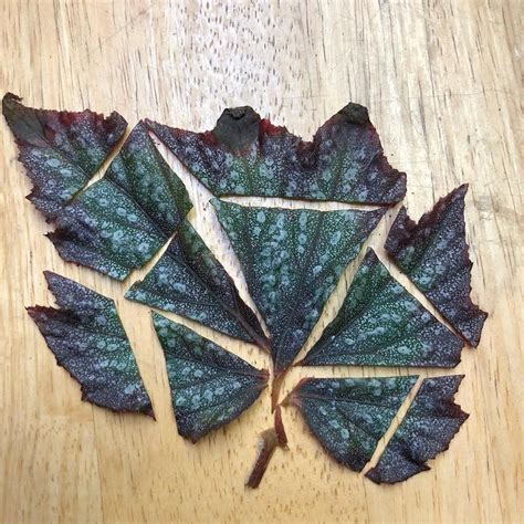 Rubber plant propagation from stem cuttings in water and soil without rooting hormone. We're sharing begonia propagation here @thebegoniabrigade ...