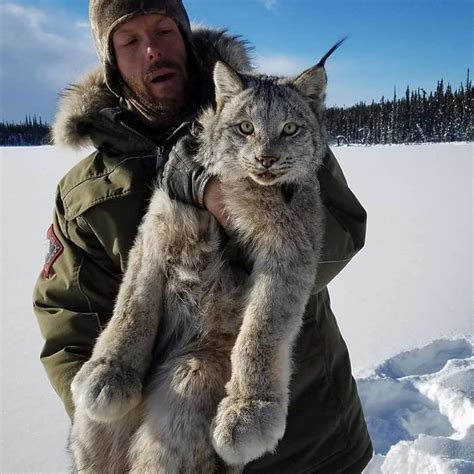 Meet Lynx Biggest Beautiful Canadian Cat In The World Factz