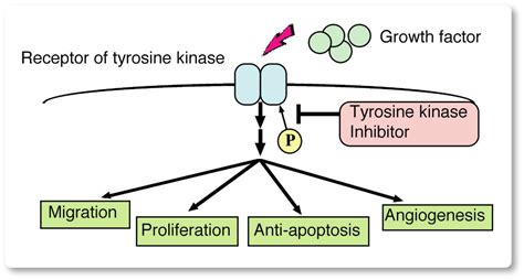 The Anti Angiogenic Effect Of Tyrosine Kinase Inhibitors