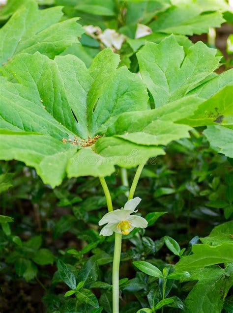 Mandrake Also Known As Mayapple Flower Stock Image Image Of Blooming
