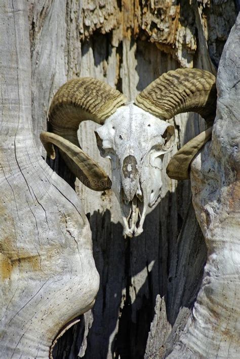 Ram Skull Stock Photo Image Of Horn Skull Tissue Anatomy 26075388