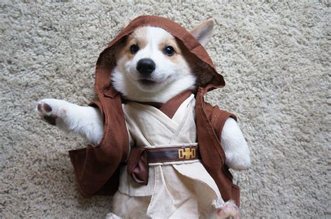 22 Star Wars Dog Costumes That You Need Rn
