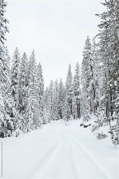 Fresh Snow On Trees By Stocksy Contributor Caleb Gaskins Stocksy