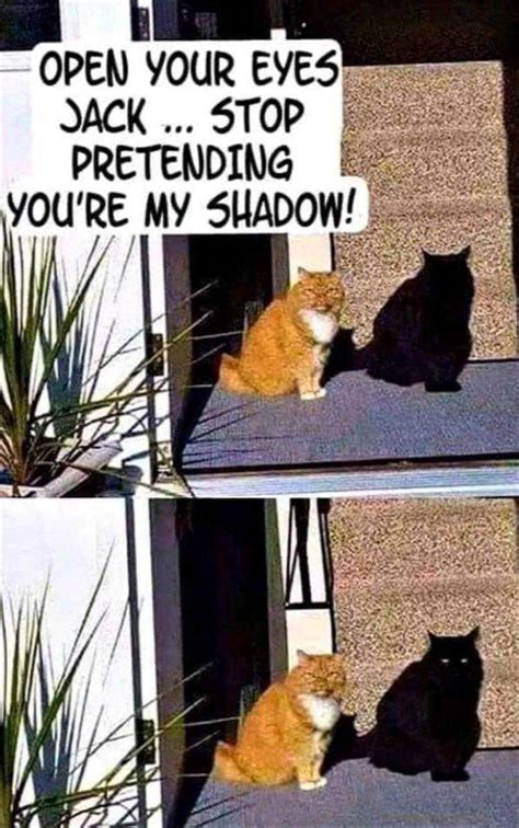 Top 22 Funny Animal Memes With Captions