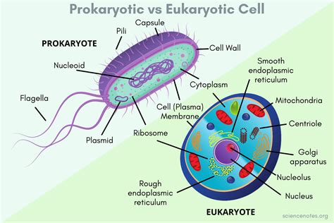 Prokaryotic Vs Eukaryotic Cells Similarities And Differences