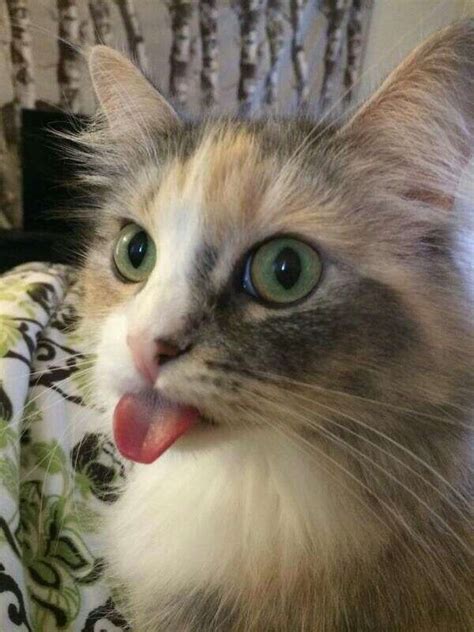20 Cheeky Cats Who Are Sticking Their Tongues Out At You The Dodo