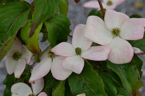 Capitol grounds, washington, dc, usa. Satomi Dogwoods are one of the most beautiful shrubs ...