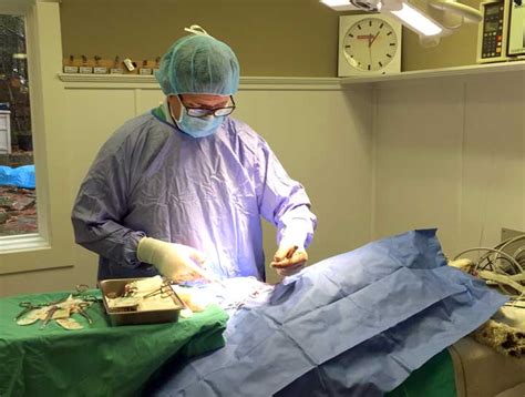 Annapolis Veterinary Surgeries Vet Surgeon