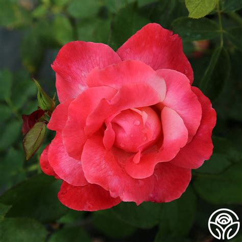 Color Magic Rose Hybrid Tea Very Fragrant Heirloom Roses