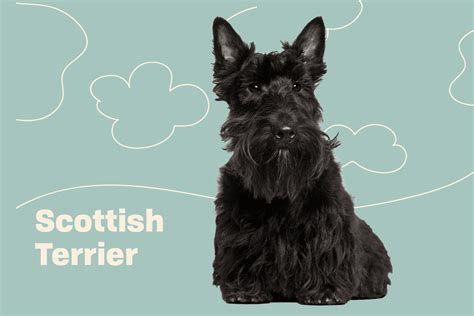 Scottish Terrier Monopolizing Attention With Its Iconic Looks Terribly