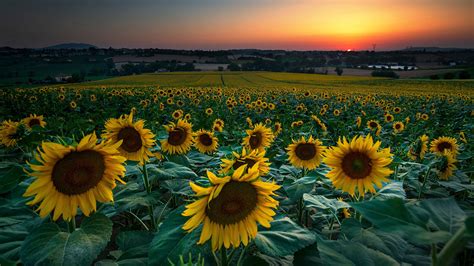 Fondos De Pantalla 1920x1080 Girasols Campos Amaneceres Y Atardeceres