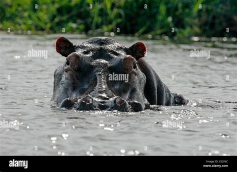 Retrato De Un Hipopótamo En El Río Nilo En El Parque Nacional De