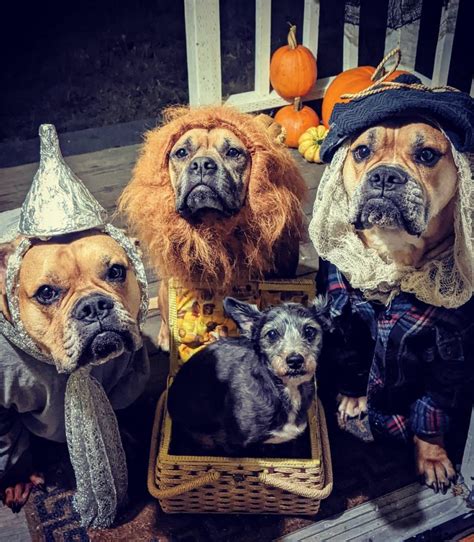 Drôles de chiens en déguisements Halloween | Monde Des Toutous