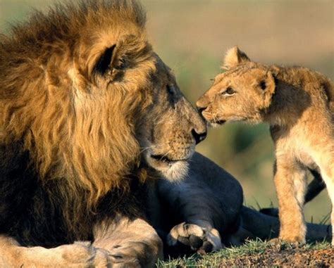 There is a good chance that you already know of many of these creatures from watching the lion king and other african wildlife documentaries. African Lions Might Make It on the US Endangered Species List