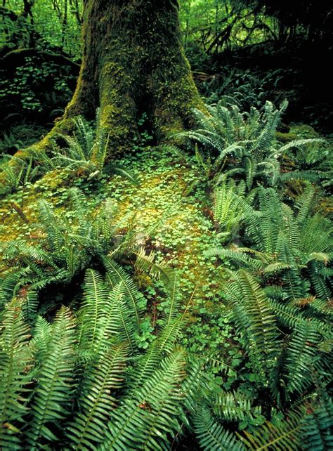Verdant Forest Floor With Moss And Fern Fronds In The Rainforest At The