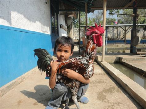 Tani Makmur Sekilas Galeri Ayam Pelung Cianjur Bag 04