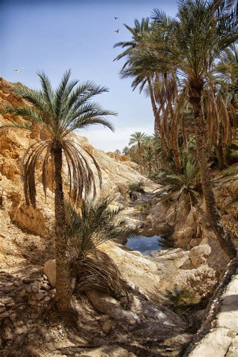 Mountain Oasis Chebika Sahara Desert Tunisia Stock Image Image Of