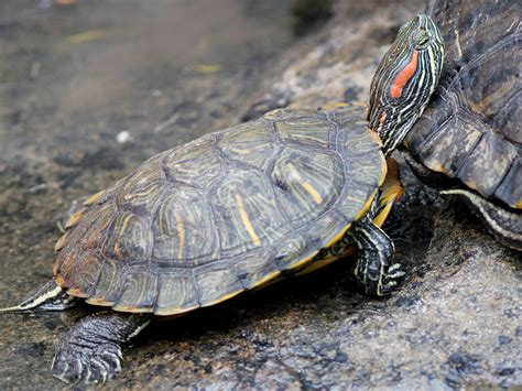 Red-eared Slider | A young Red-eared Slider turtle, one of m… | Flickr