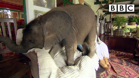 A very large issue that everyone is acutely aware of, but nobody wants to talk about. Baby elephant causes havoc at home - Nature's Miracle ...