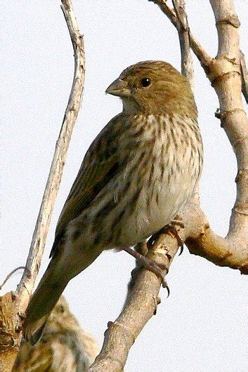 Todo Tipo De Pajaros Taringa