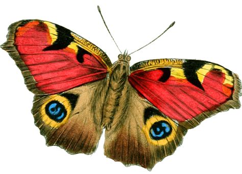 Mariposa Rojo Y Amarillo Png Transparente Stickpng