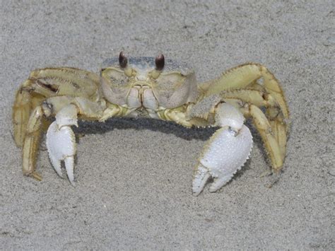 Ghost Crabs Have Incredible Camouflage And Built In Periscopes