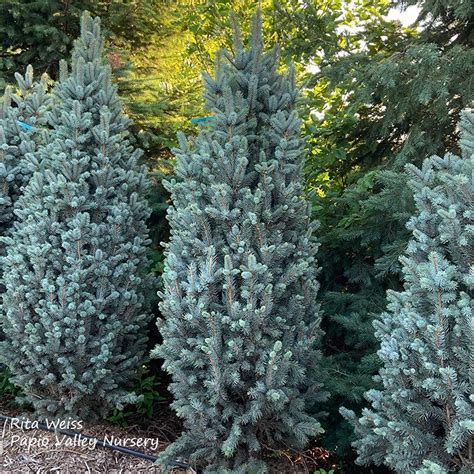Columnar Blue Spruce Picea Pungens Glauca Fastigiata