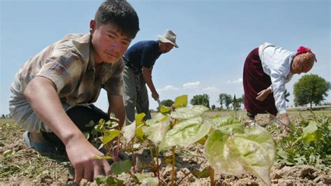 Uzbeks Report Cotton Harvest Forced Labour Bbc News