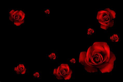 Rose Flower Wallpaper Hd In Black Background Flowers On Black