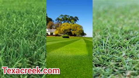 12 Types Of Grass In Texas Complete Guide Texas Today
