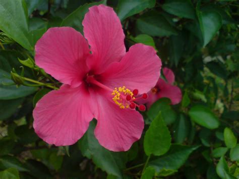Ku Kupas Tuntas Manfaat Bunga Sepatuhibiscus Rosa Sinensis L