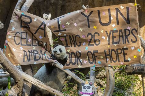 The San Diego Zoos Giant Panda Bai Yun Turns 26 Celebrating Life As