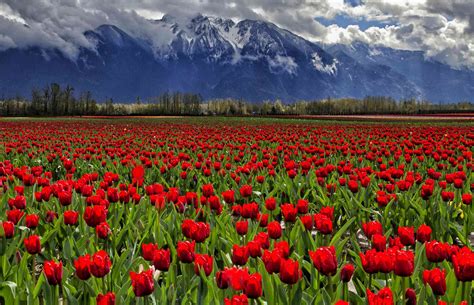 Top Things To Do In Vancouver In Spring