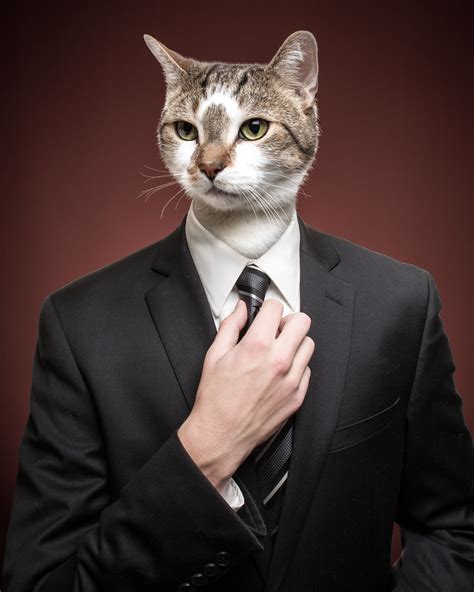 Business Cat James Lee Flickr