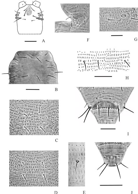 Morphology Of Thrips Simplex A Head B Pronotum C Mesonotum