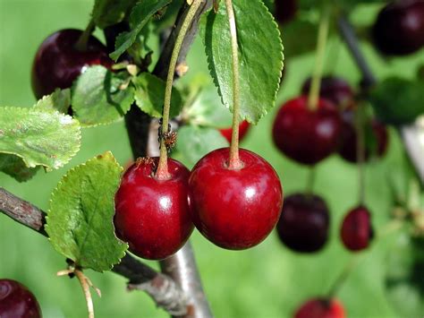 The manchineel tree is so toxic, that pretty much every part of it can seriously mess you up. Free picture: cherry, fruit, tree