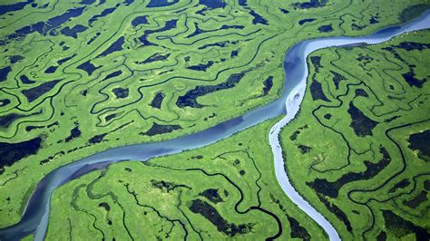 Wallpaper Landscape Nature Green River Swamp Tropical Forest