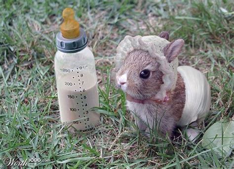 Mini Baby Bunny Fotos De Animales Tiernos Conejitos Bebés Imágenes