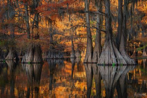 Bayou Nature Prints Bald Cypress Photography Max Foster Photography