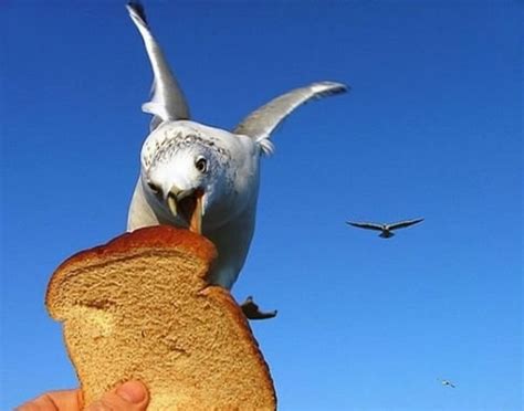 Hungry Bird Seagull Eating Toast From A Hand