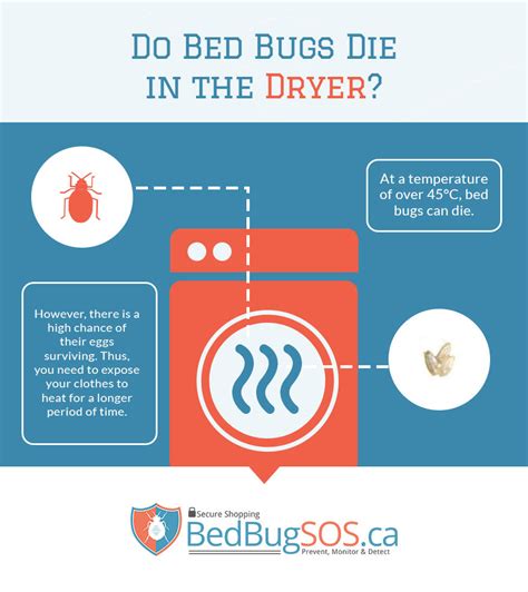 How To Kill Bed Bugs On Clothes