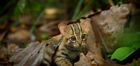How Long Is The Smallest Species Of Wild Cat The