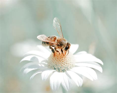 Honey Bee 🍯 🐝 Honeycore Aesthetic Bee Photo Green Aesthetic