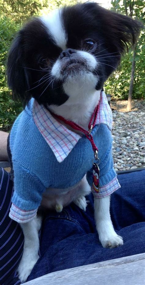 A Small Black And White Dog Wearing A Sweater On Its Owners Lap In