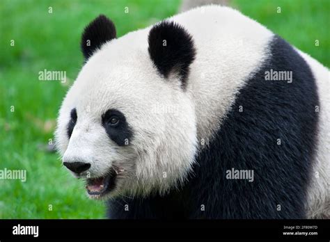 Adult Giant Panda Bear Stock Photo Alamy