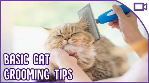 Basic Cat Grooming - TOP TIPS! - YouTube