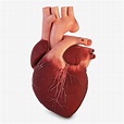 Human Heart 3D model circulatory | CGTrader