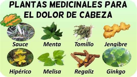 Plantas Medicinales Para El Dolor De Cabeza O Cefalea Hierbas Curativas Dolores De Cabeza