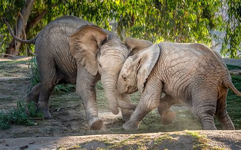 Mud Bath Elephants Mud Fun Cute Big Wild Love Jungle Funny