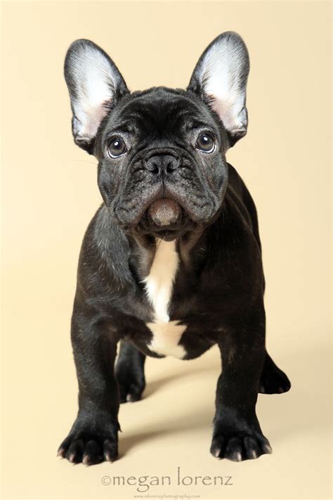 The french bulldog has the appearance of an active, intelligent, muscular dog of heavy bone, smooth coat, compactly built, and of medium or small structure. What?! by Megan Lorenz, via 500px | French bulldog puppy ...